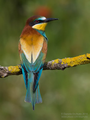 Bee-eater (Merops apiaster)