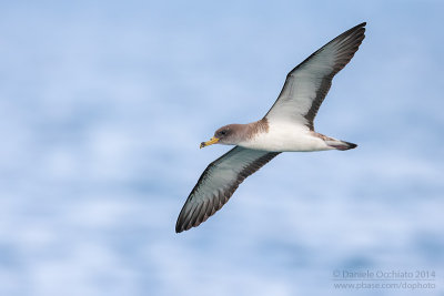 Scopoli's Shearwater (Calonectris diomedea diomedea)