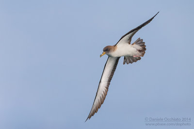 Scopoli's Shearwater (Calonectris diomedea diomedea)