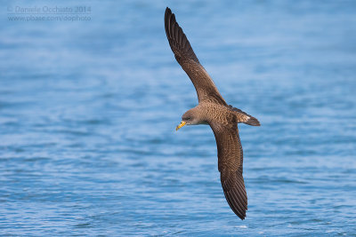 Scopoli's Shearwater (Calonectris diomedea diomedea)