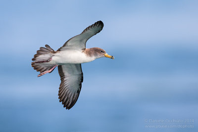 Scopoli's Shearwater (Calonectris diomedea diomedea)