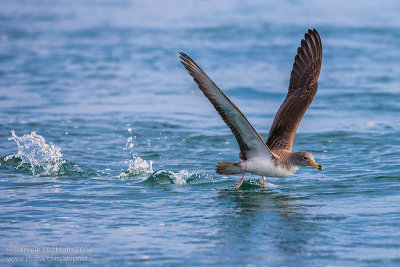 Scopoli's Shearwater (Calonectris diomedea diomedea)