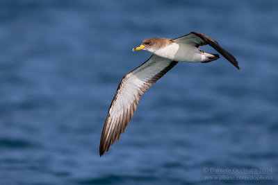 Scopoli's Shearwater (Calonectris diomedea diomedea)