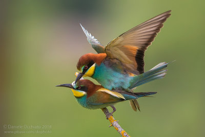 Bee-eater (Merops apiaster)