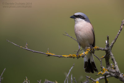 Red-backed Shrike (Lanius collurio)