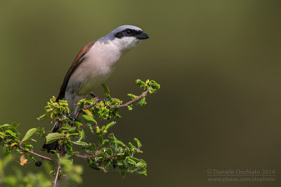 Red-backed Shrike (Lanius collurio)