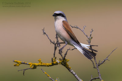 Red-backed Shrike (Lanius collurio)