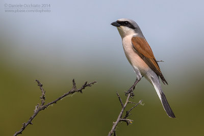 Red-backed Shrike (Lanius collurio)