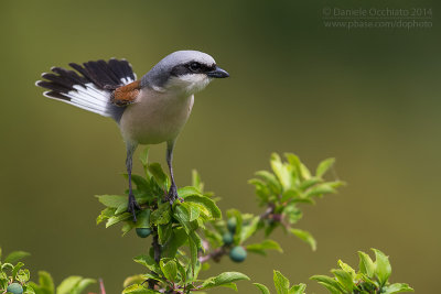 Red-backed Shrike (Lanius collurio)