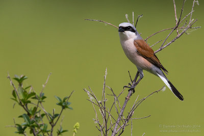 Red-backed Shrike (Lanius collurio)