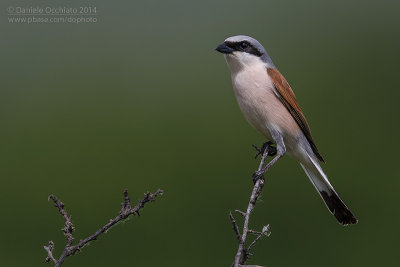 Red-backed Shrike (Lanius collurio)