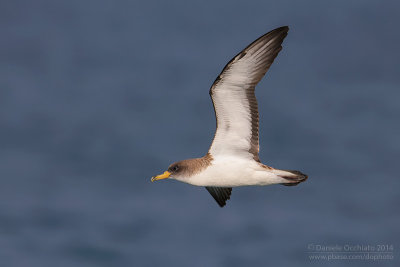 Scopoli's Shearwater (Calonectris diomedea diomedea)