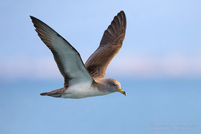 Scopoli's Shearwater (Calonectris diomedea diomedea)