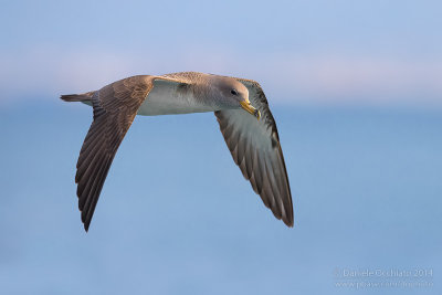 Scopoli's Shearwater (Calonectris diomedea diomedea)