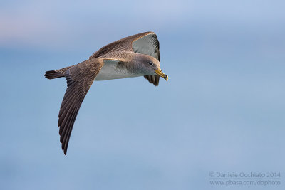 Scopoli's Shearwater (Calonectris diomedea diomedea)