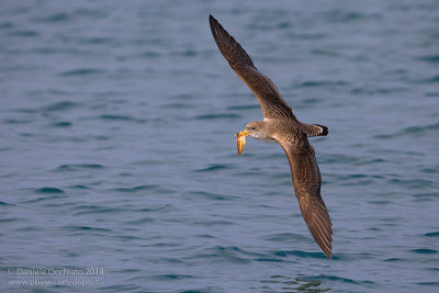 Scopoli's Shearwater (Calonectris diomedea diomedea)