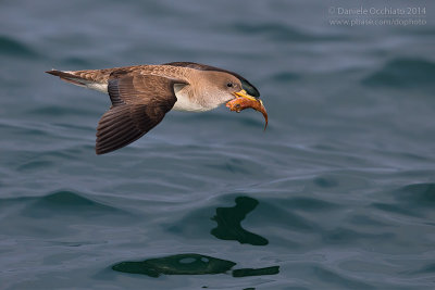 Scopoli's Shearwater (Calonectris diomedea diomedea)