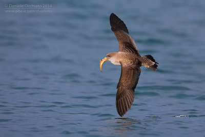 Scopoli's Shearwater (Calonectris diomedea diomedea)