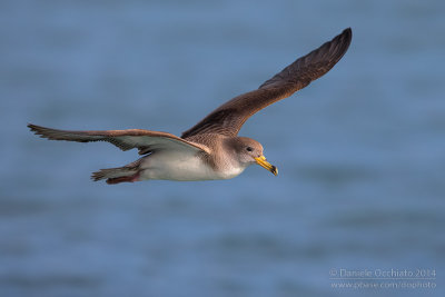 Scopoli's Shearwater (Calonectris diomedea diomedea)