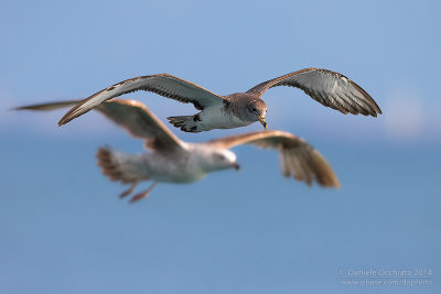 Scopoli's Shearwater (Calonectris diomedea diomedea)