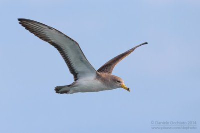 Scopolis Shearwater (Calonectris diomedea diomedea)