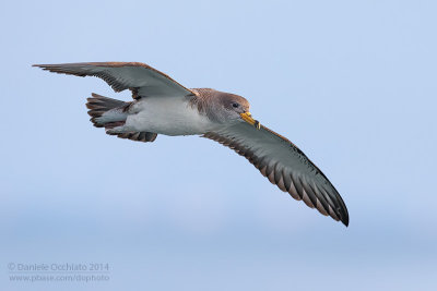 Scopoli's Shearwater (Calonectris diomedea diomedea)