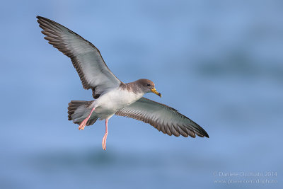 Scopoli's Shearwater (Calonectris diomedea diomedea)