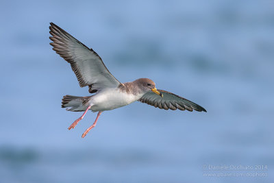 Scopoli's Shearwater (Calonectris diomedea diomedea)