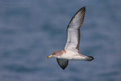 Scopoli's Shearwater (Calonectris diomedea diomedea)