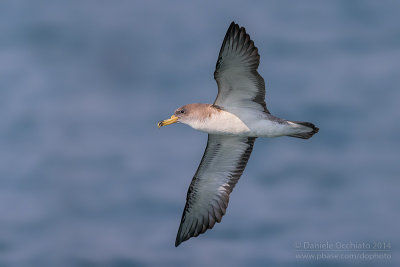 Scopoli's Shearwater (Calonectris diomedea diomedea)