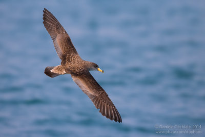 Scopoli's Shearwater (Calonectris diomedea diomedea)