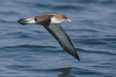 Scopoli's Shearwater (Calonectris diomedea diomedea)