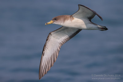 Scopoli's Shearwater (Calonectris diomedea diomedea)