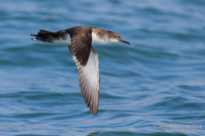 Yelkouan Shearwater (Puffinus yelkouan)