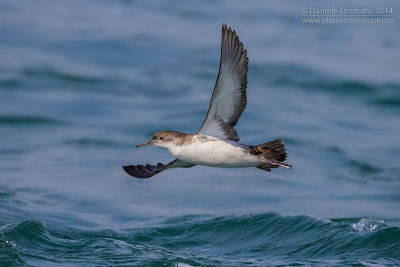 Yelkouan Shearwater (Puffinus yelkouan)