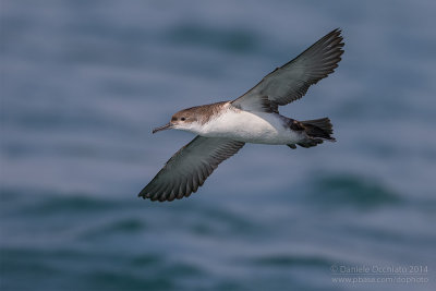 Yelkouan Shearwater (Puffinus yelkouan)