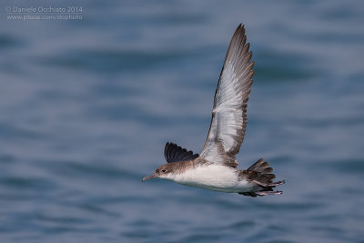 Yelkouan Shearwater (Puffinus yelkouan)