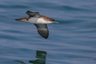 Yelkouan Shearwater (Puffinus yelkouan)