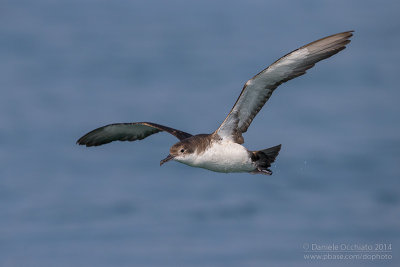 Yelkouan Shearwater (Puffinus yelkouan)