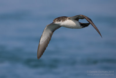 Yelkouan Shearwater (Puffinus yelkouan)