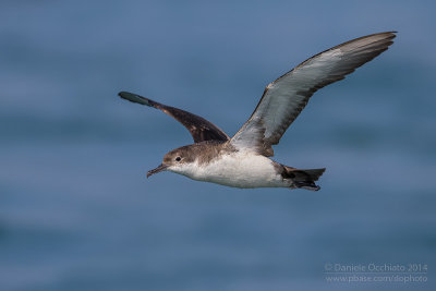 Yelkouan Shearwater (Puffinus yelkouan)