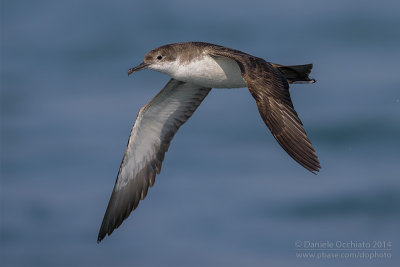 Yelkouan Shearwater (Puffinus yelkouan)