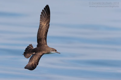 Yelkouan Shearwater (Puffinus yelkouan)