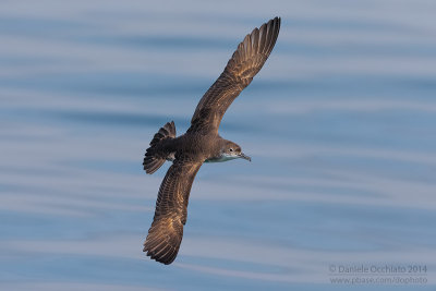 Yelkouan Shearwater (Puffinus yelkouan)