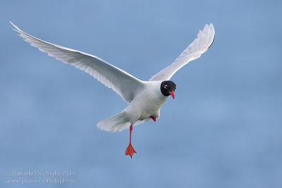 Mediterranean Gull (chthyaetus melanocephalus)