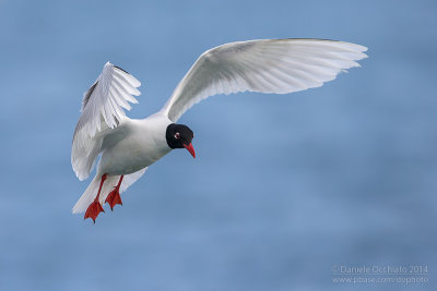 Mediterranean Gull (chthyaetus melanocephalus)