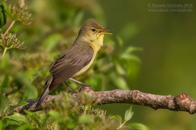 Melodious Warbler (Hippolais polyglotta)