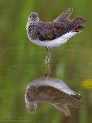 Green Sandpiper (Tringa ochropus)