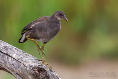 Common Moorhen (Gallinula chloropus)