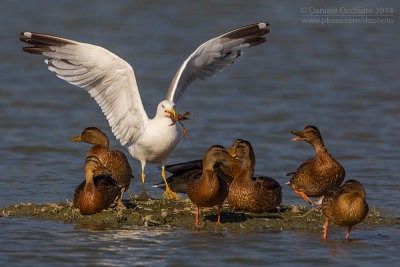 Yellow-legged Gull (Larus michahellis)